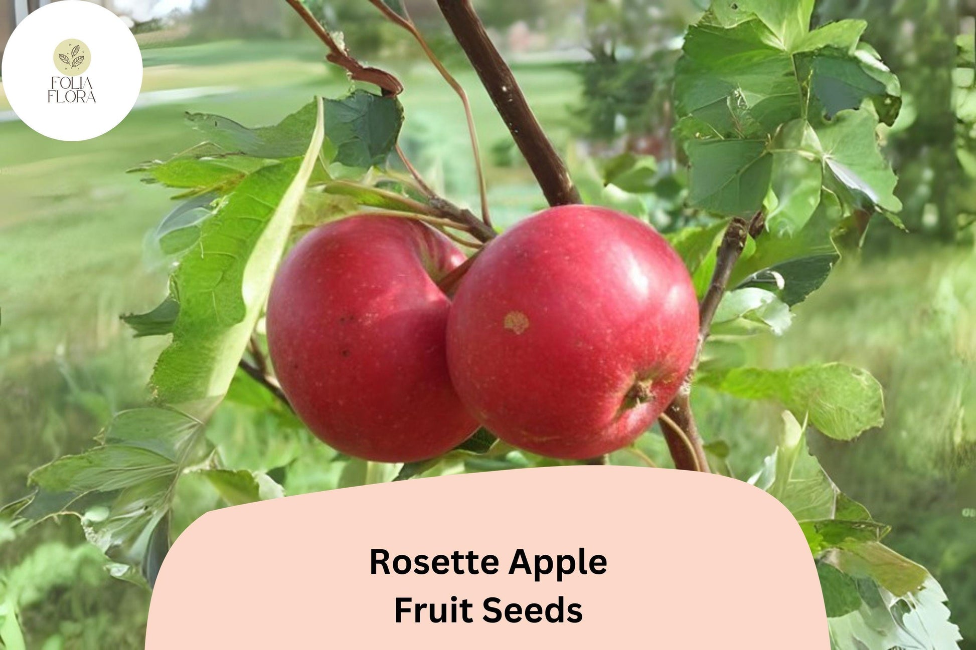 Rosette Apple Seeds (25+) | Red-Fleshed Malus domestica | Rare Ornamental Apple Variety for Gardens & Orchards