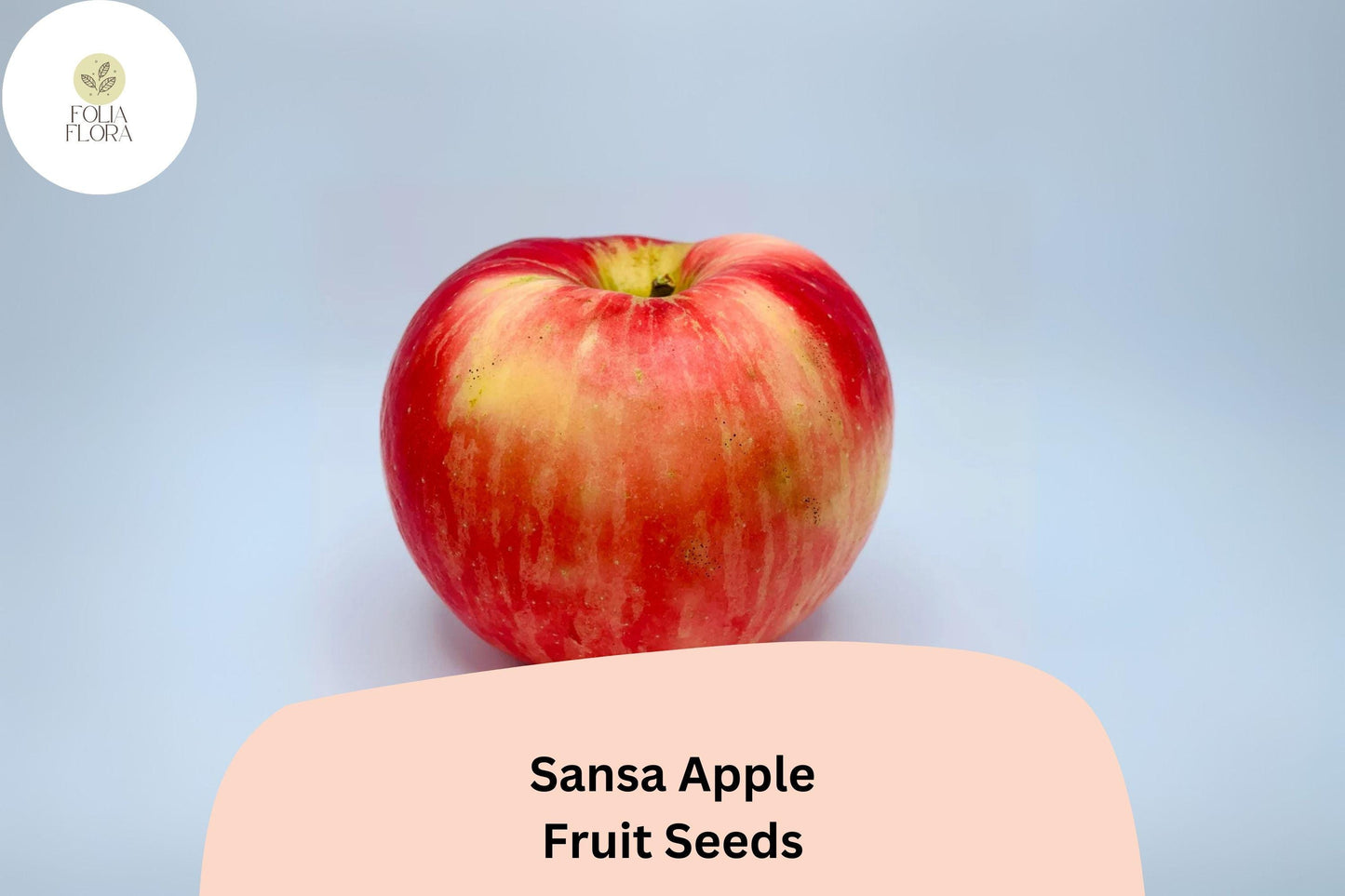 Sansa Apple Seeds (25+) | Sweet Early-Season Variety | Malus domestica | Ideal for Gardens & Orchards