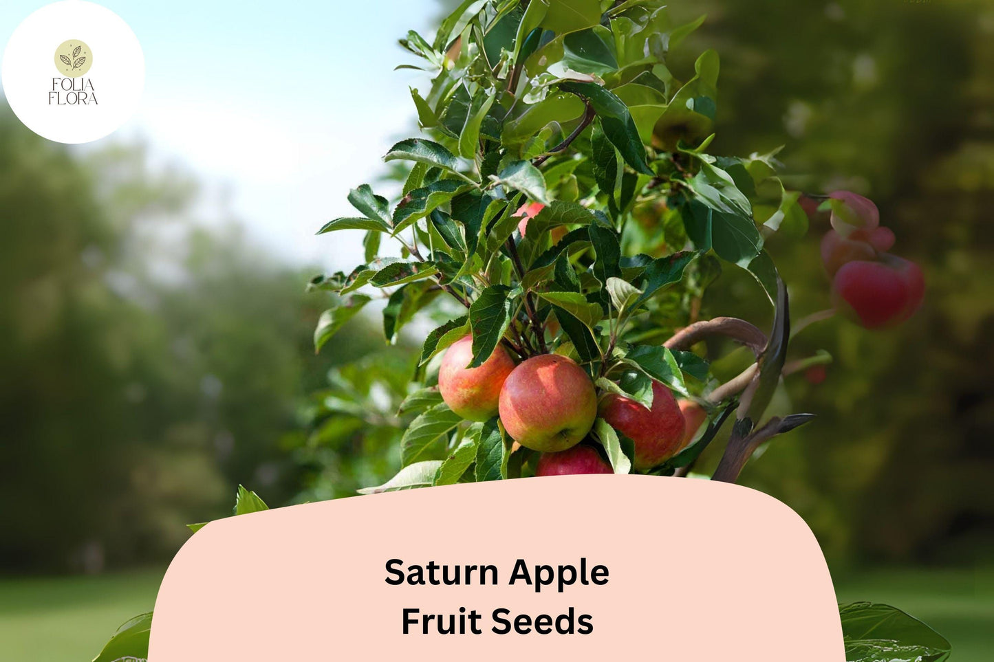 25+ Saturn Apple Seeds | Low-Allergen Donut Apple Variety | Malus domestica | Unique Flavor for Home Garden