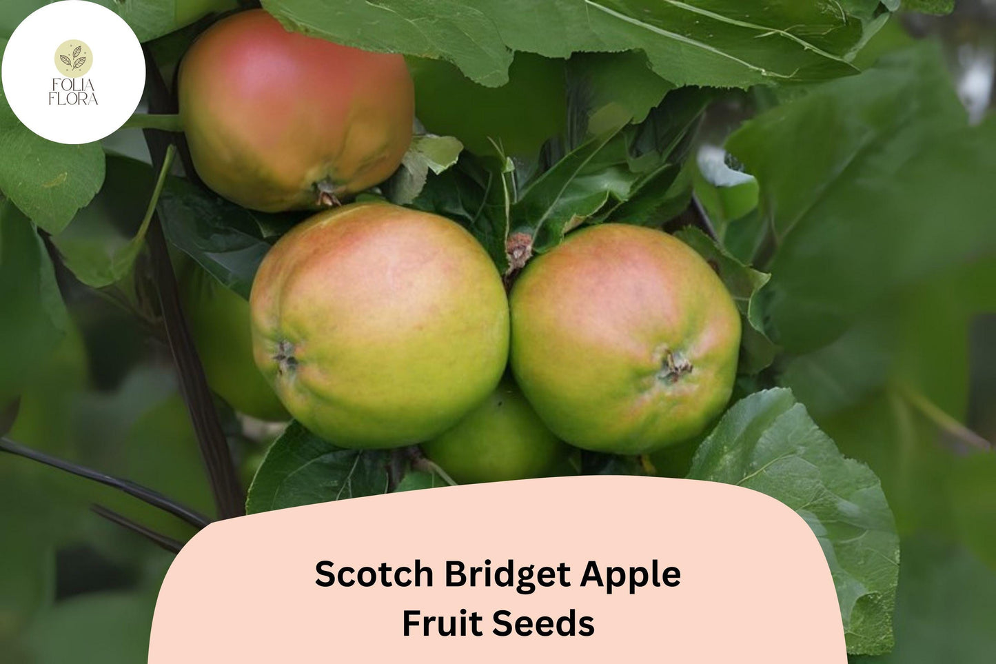 Scotch Bridget Apple Seeds - 25+ Rare Heirloom Seeds (Malus domestica) for Flavorful Apples, Ideal for Home Gardens