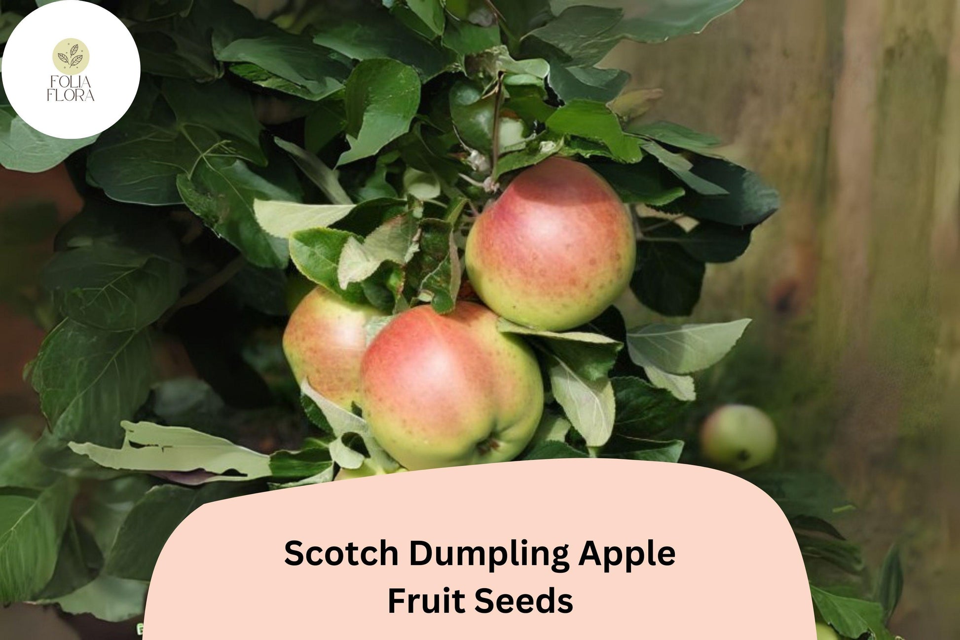 Scotch Dumpling Apple Seeds - 25+ Heirloom Seeds (Malus domestica) - Rare Green-Yellow Apples with Red Streaks for Home Gardens