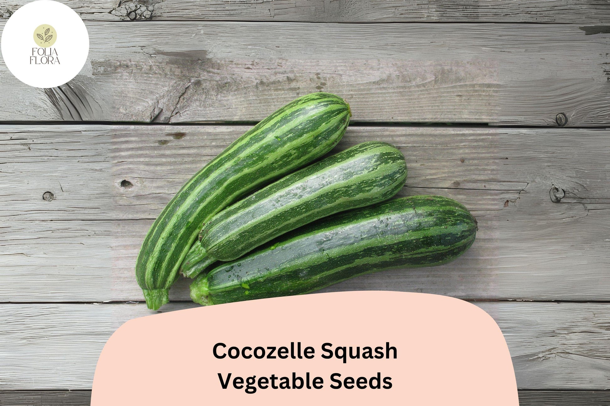 Cocozelle Squash Seeds | 25+ Heirloom Italian Zucchini | Cucurbita pepo | Green Striped Fruits for Cooking and Grilling