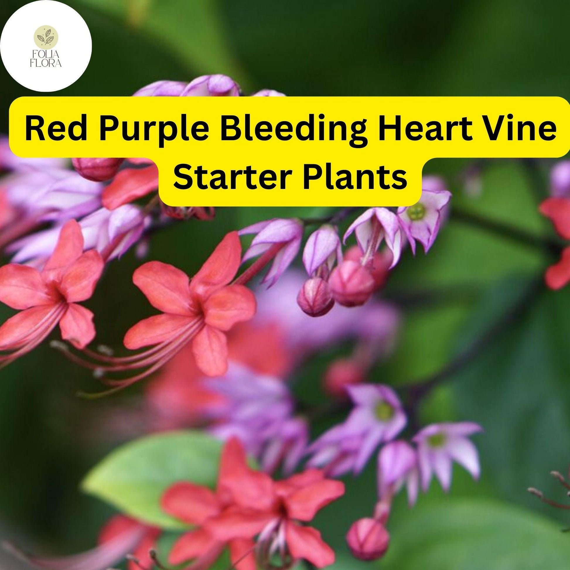 Clerodendrum thomsoniae Starter Plant - Red Purple Bleeding Heart Vine - Tropical Climber with Vibrant Blooms - Live Plant
