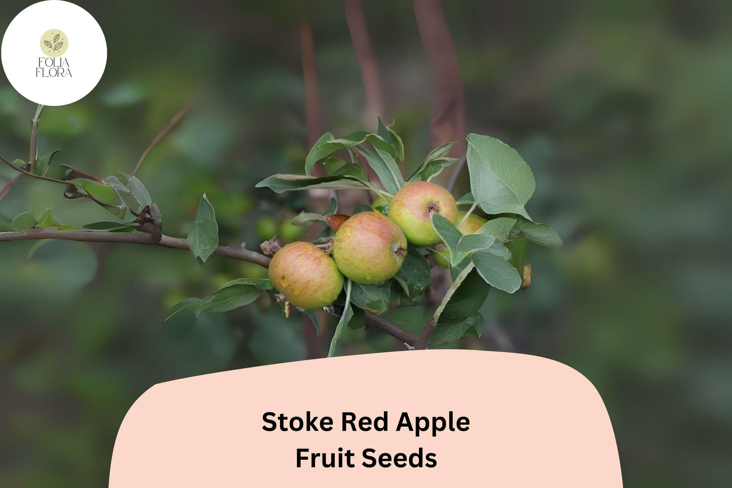 Stoke Red Apple Seeds | 25+ Heirloom Cider Apple Seeds | Malus domestica | Traditional English Variety for Cider Making