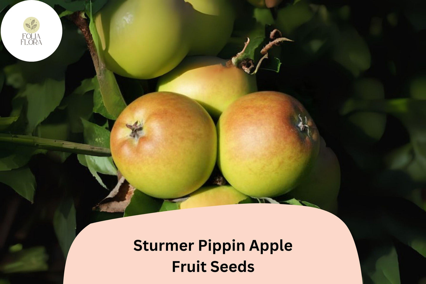 25+ Sturmer Pippin Apple Seeds | Heirloom English Apple | Malus domestica | Late-Ripening, Long Storage Variety