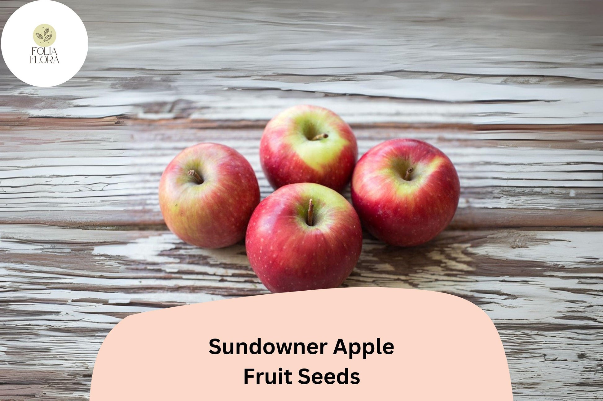 25+ Sundowner Apple Seeds | Sweet-Tart Late-Season Variety | Malus domestica | Bright Red Skin, Crisp Texture for Home Gardens