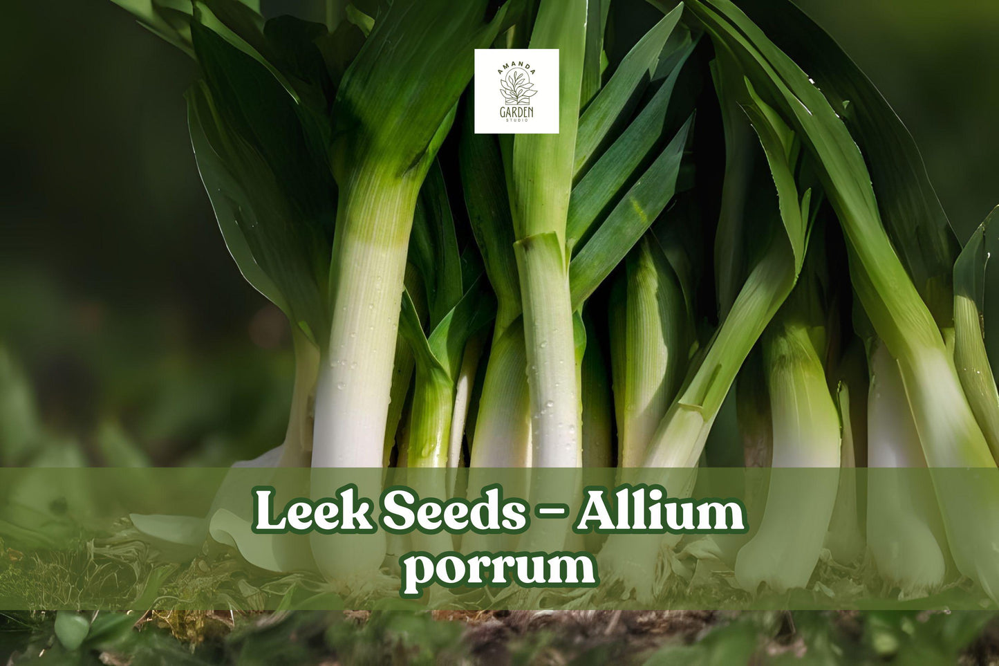 Leek Seeds - 50+ Mild Onion Flavor - Allium porrum - Easy to Grow for Soups, Salads & Garnish - Cool-Season Vegetable