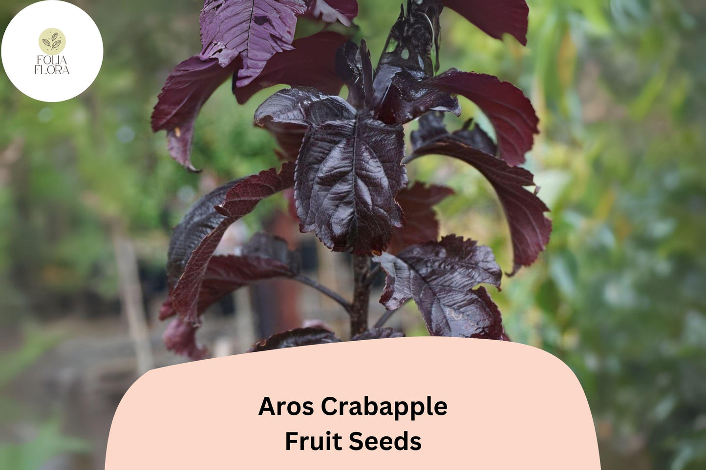 Aros Crabapple Seeds - 25+ Deep Purple Foliage & Pink Blooms - Malus 'Aros' - Ornamental Tree for Gardens & Landscapes