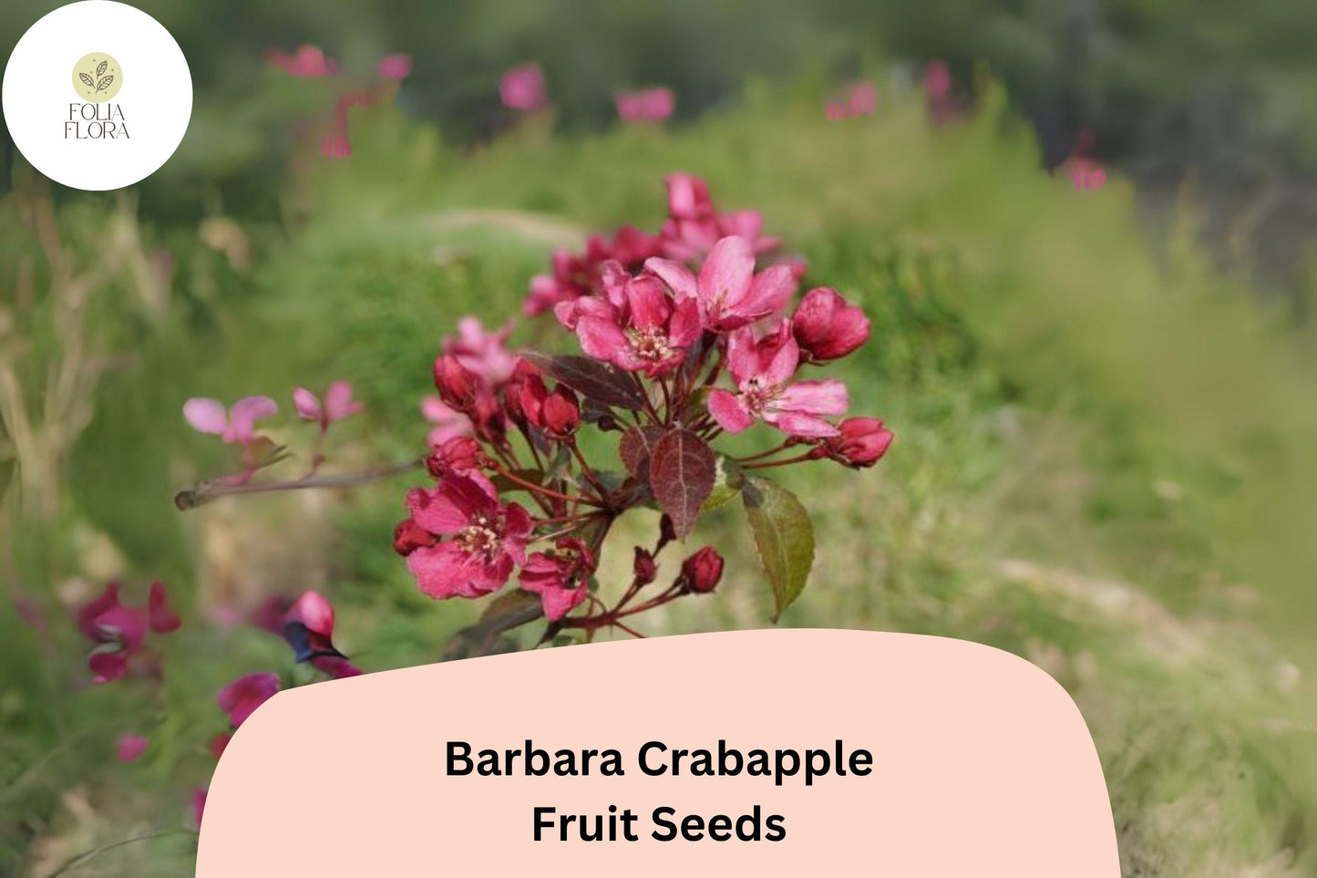 25+ Barbara Crabapple Seeds | Malus 'Barbara' | Pink-Red Blossoms | Ornamental Flowering Tree for Garden & Landscape