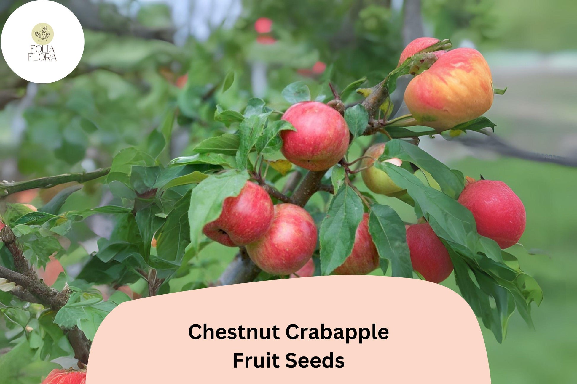 Chestnut Crabapple Tree Seeds - 25+ Malus ‘Chestnut Crab’ Pink Blossoms, Ornamental Tree, Attracts Birds and Pollinators