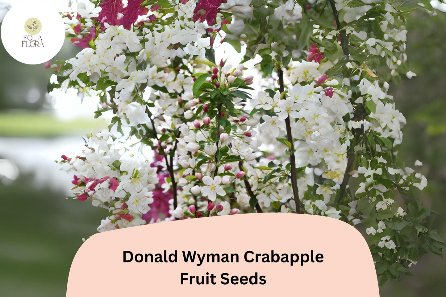 Donald Wyman Crabapple Seeds - 25+ Seeds, White Blossoms, Red Fruit, Malus ‘Donald Wyman’ - Hardy Ornamental Tree for Gardens