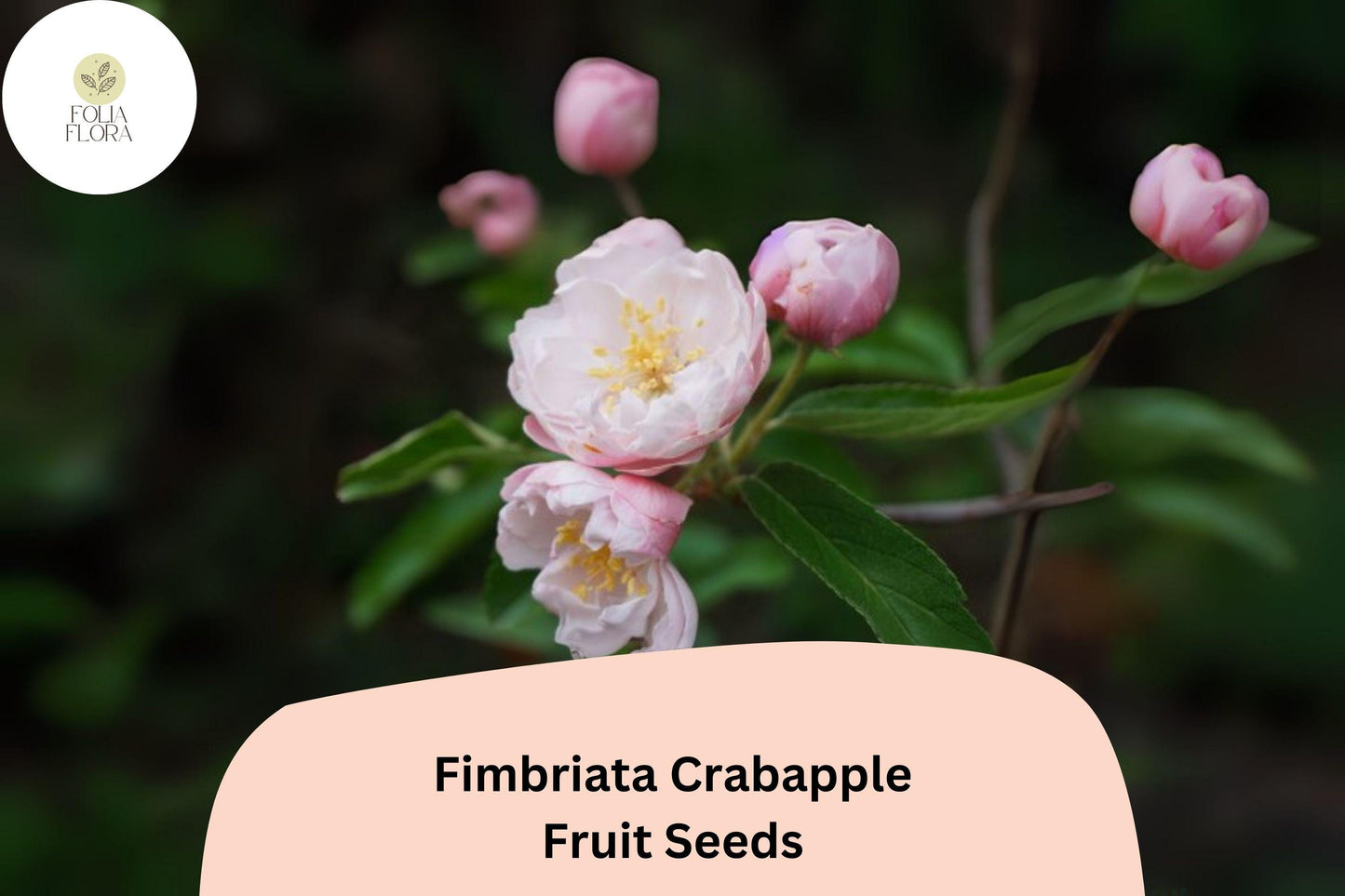 Fimbriata Crabapple Seeds | 25+ Seeds | Pink Blossoms | Malus ‘Fimbriata’ | Hardy Ornamental Tree for Garden & Landscape