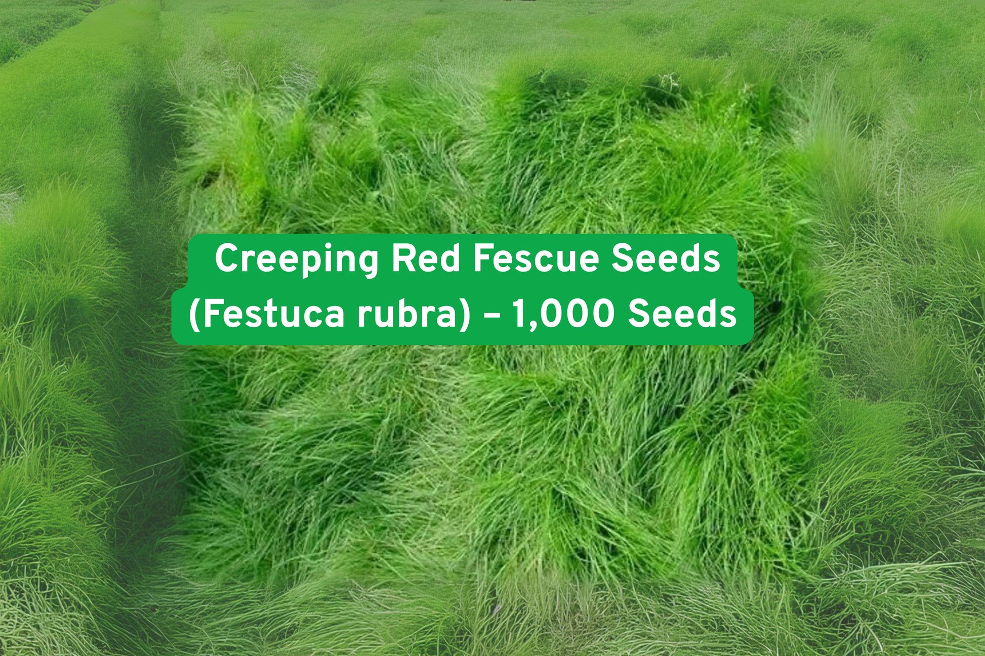 Creeping Red Fescue Seeds - 1,000 Seeds - Festuca rubra - Perennial Grass for Lawns, Ground Cover, Erosion Control - Easy Grow