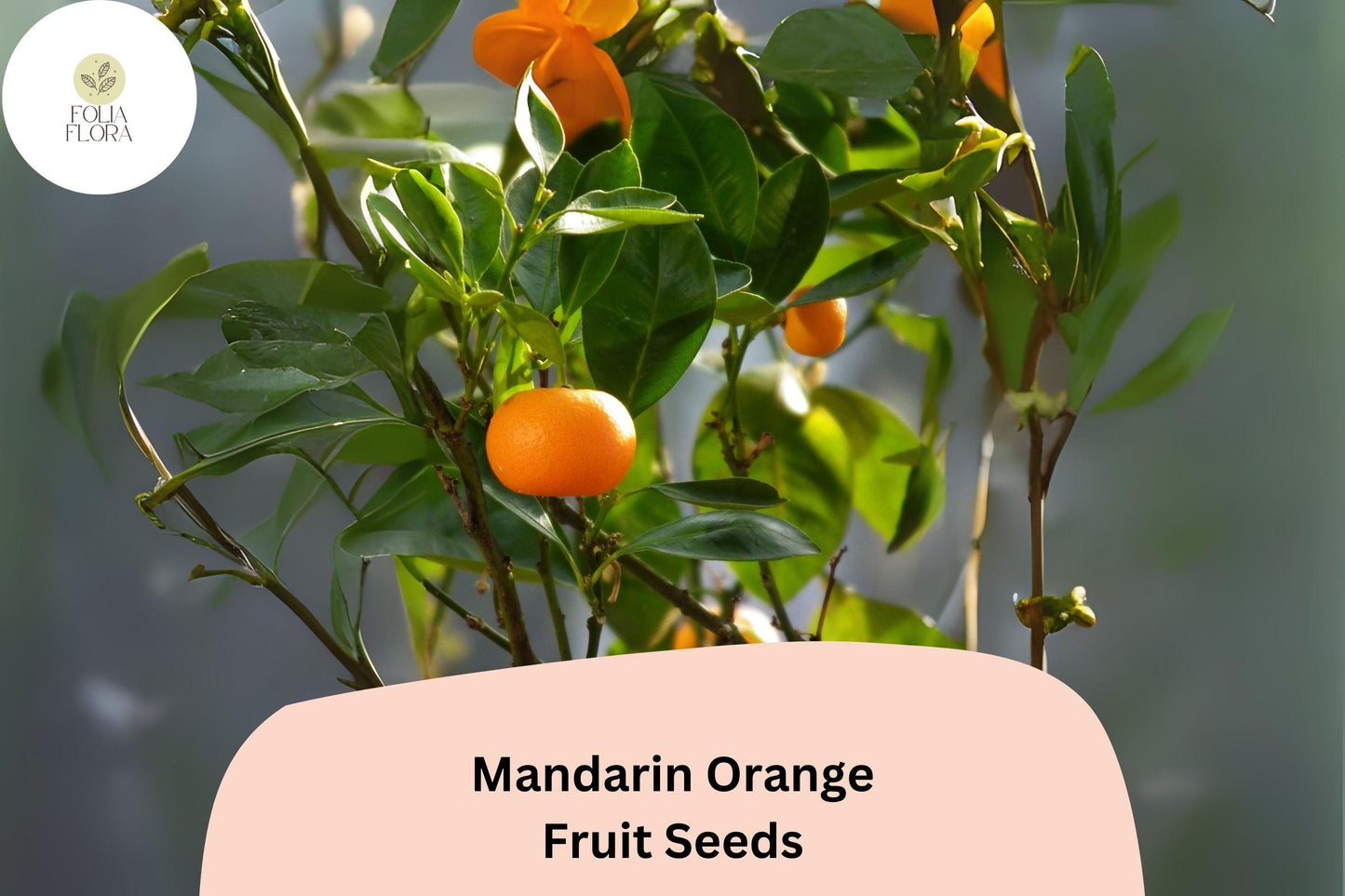Mandarin Orange Seeds | 5+ Seeds | Sweet Citrus Fruit | Citrus reticulata | Easy-Peel, Compact for Containers