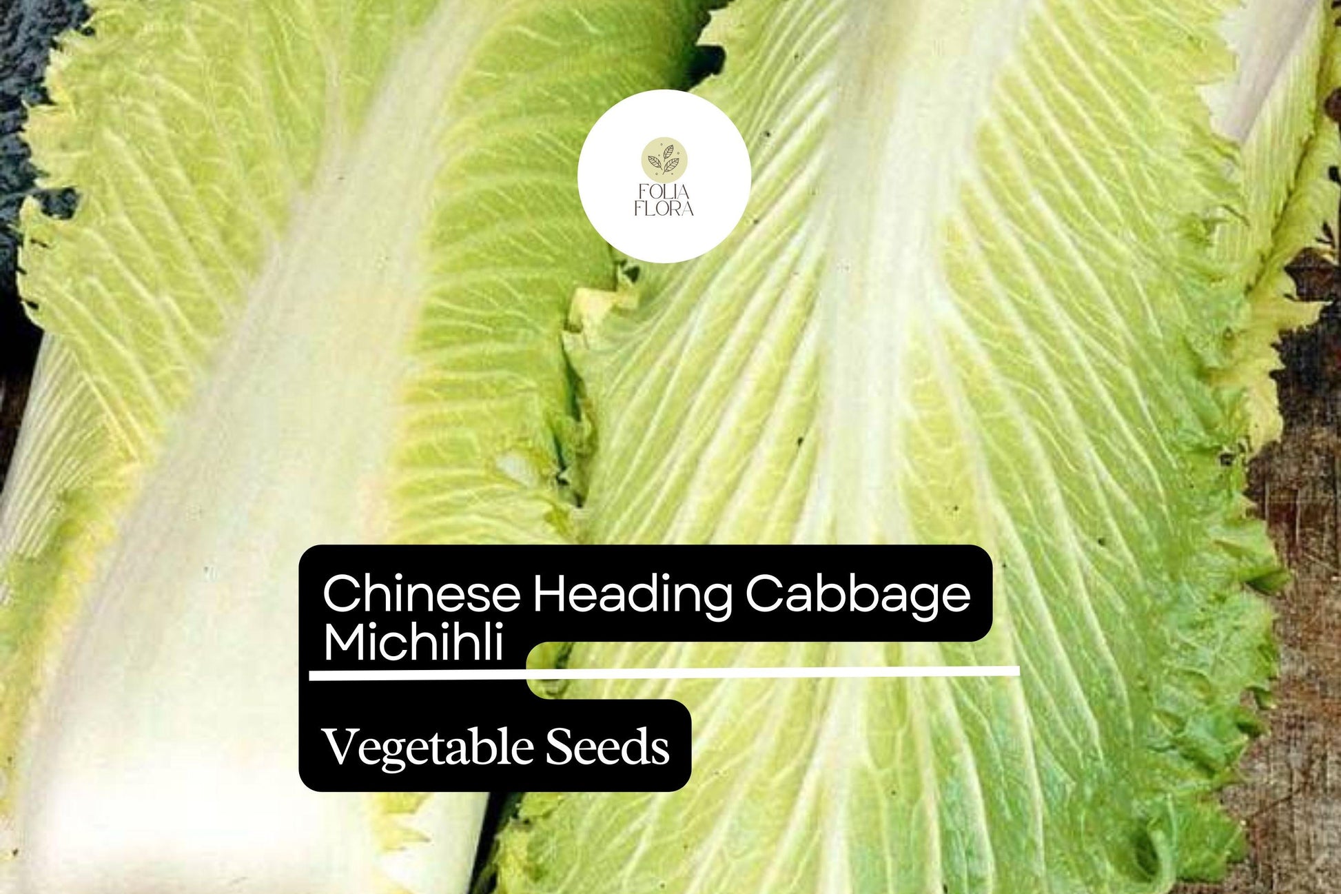 500+ Michihili Cabbage Seeds | Chinese Heirloom Brassica | Oblong Leafy Cabbage (Brassica rapa var. pekinensis) for Garden Planting