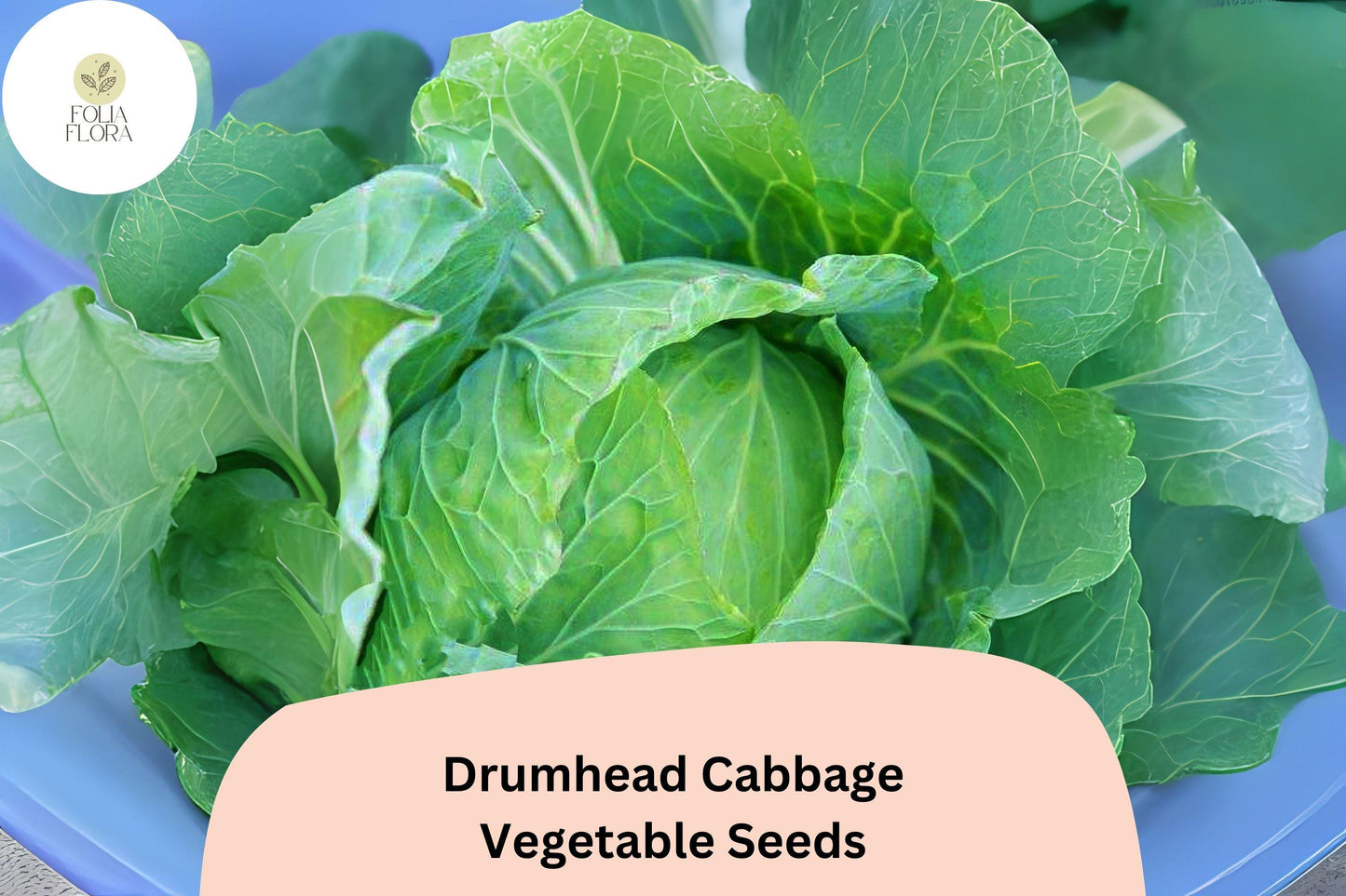 500+ Drumhead Cabbage Seeds | Heirloom Flat Head Variety | Brassica oleracea var. capitata | Sweet Flavor for Garden Planting