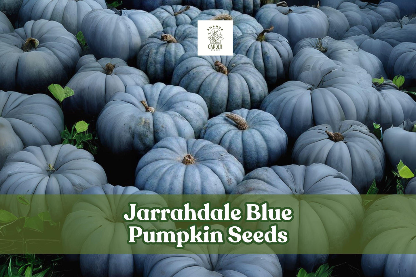Jarrahdale Blue Pumpkin Seeds – 10 Heirloom Seeds – Cucurbita maxima – Sweet Winter Squash for Baking and Roasting