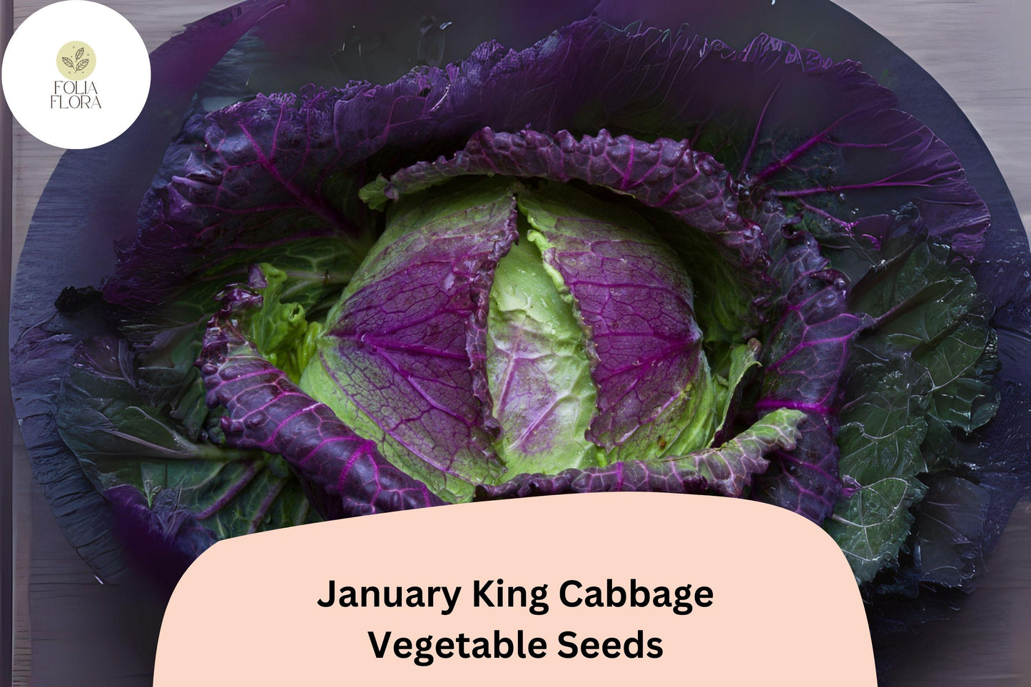 January King Cabbage Seeds - 500+ Heirloom Winter Savoy-Type, Brassica oleracea, Blue-Green & Purple Leaves, Cold Tolerant