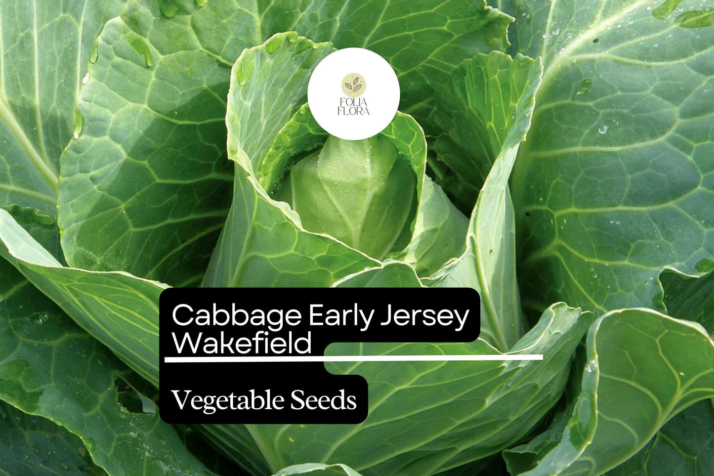 Jersey Wakefield Cabbage Seeds - 500+ Heirloom Brassica oleracea for Early Harvest - Pointed Heads, Sweet Flavor, Garden Planting