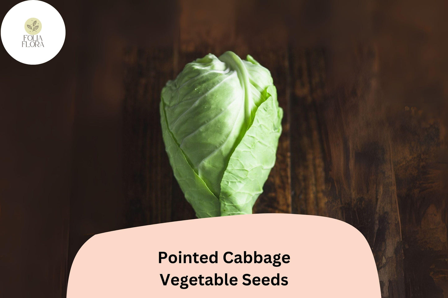 500+ Pointed Cabbage Seeds | Conehead Cabbage | Brassica oleracea | Heirloom Sweet Tender Variety for Garden Planting