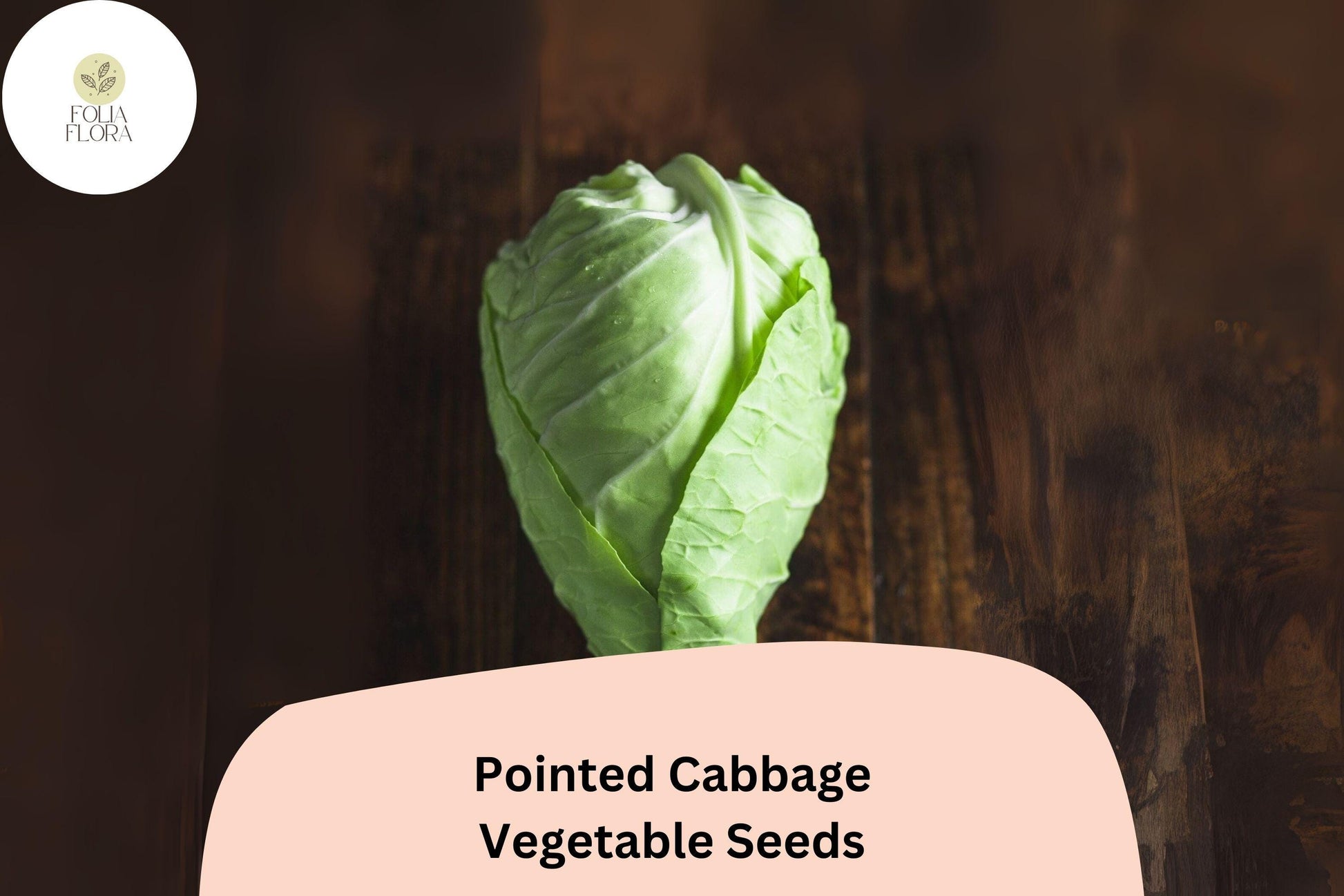 500+ Pointed Cabbage Seeds | Conehead Cabbage | Brassica oleracea | Heirloom Sweet Tender Variety for Garden Planting