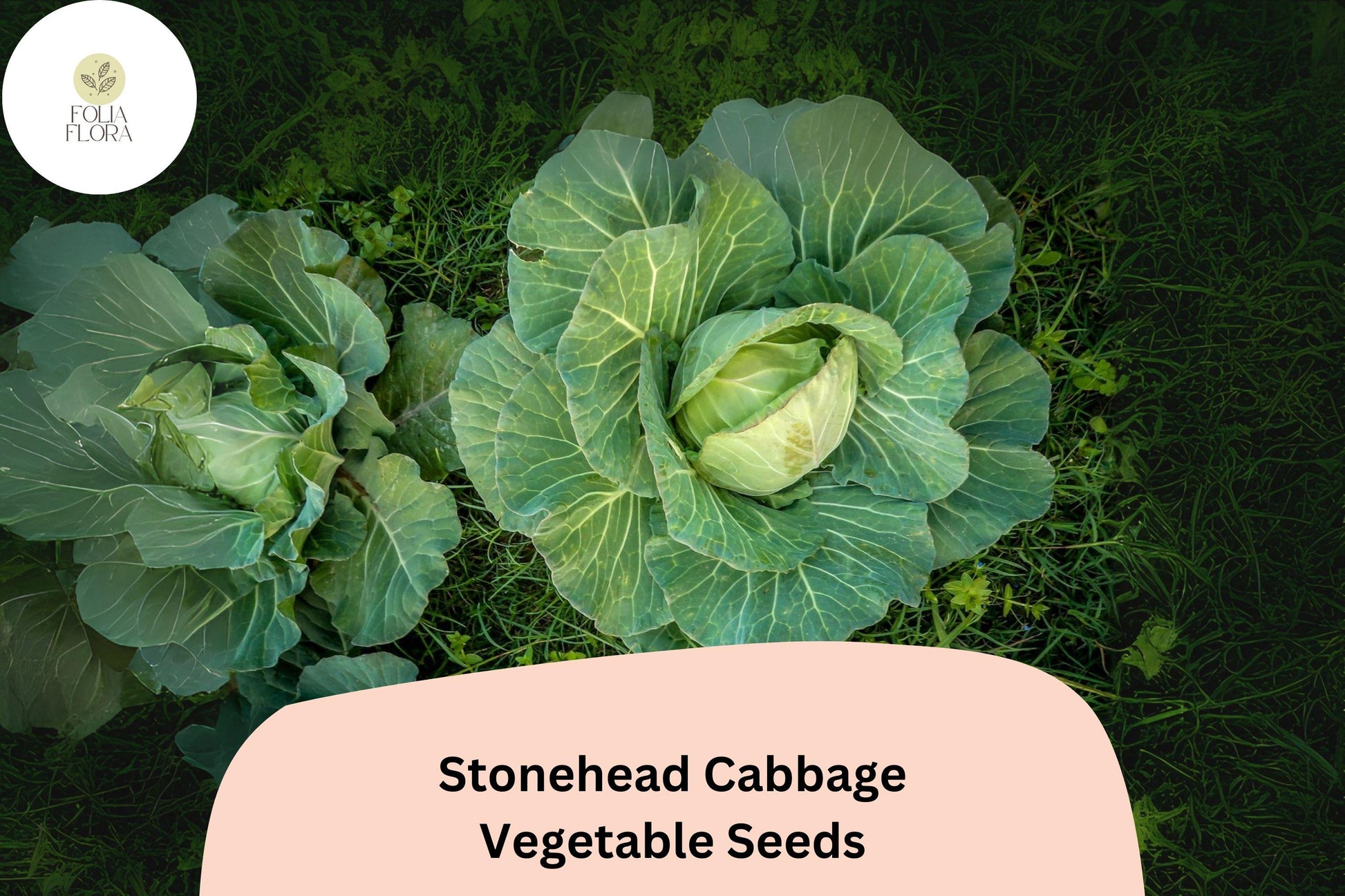 Stonehead Cabbage Seeds 500+ | Heirloom Green Brassica Oleracea | Compact, Crisp Texture, Sweet Flavor