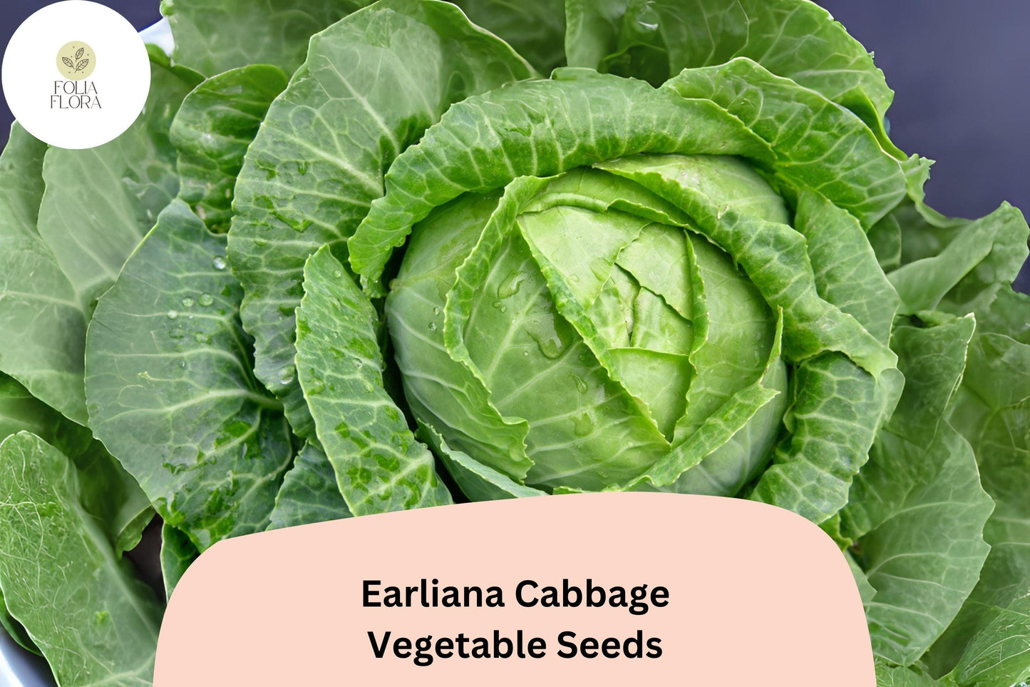 Earliana Cabbage Seeds 500+ Bulk | Brassica oleracea | Early Heirloom Green | Fast-Maturing Vegetable Garden Seeds