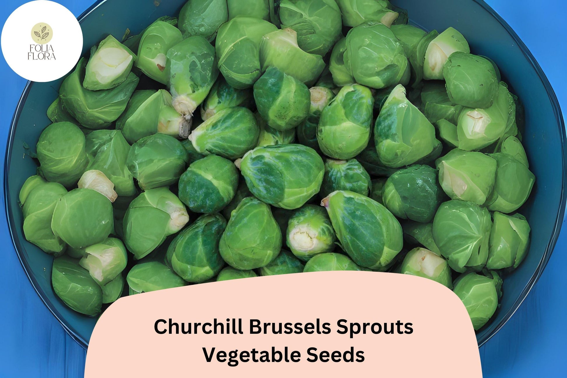 500+ Churchill Brussels Sprouts Seeds | Early Hybrid Variety | Brassica oleracea | High Yield, Sweet Flavor, Disease Resistant