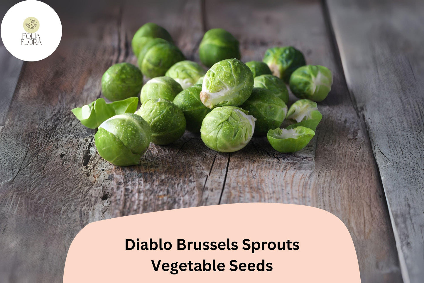 500+ Brussels Sprouts Seeds | Diablo Hybrid | Brassica oleracea | Early-Maturing, Firm, Sweet Flavor for Gardening