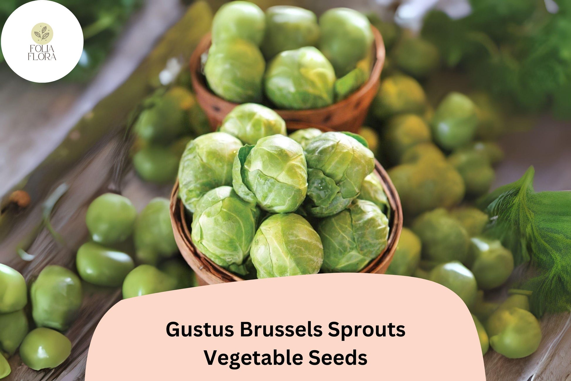 Gustus Brussels Sprout Seeds - 500+ High-Yield Hybrid Seeds for Flavorful Sprouts (Brassica oleracea var. gemmifera)