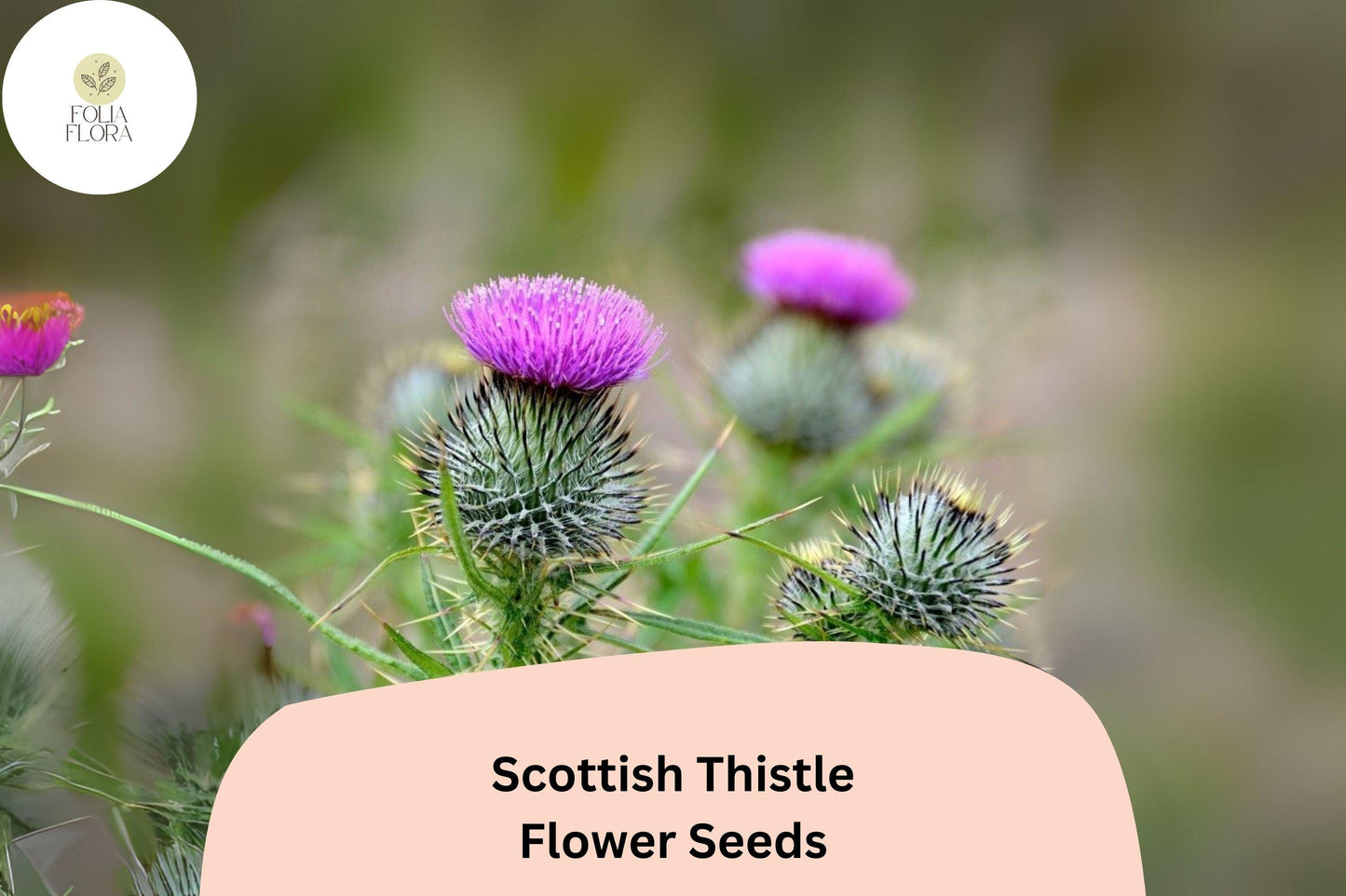 Scottish Thistle Seeds - 200+ Bulk Pack | Onopordum acanthium | Purple Flower | Ornamental & Pollinator-Friendly Garden Plant