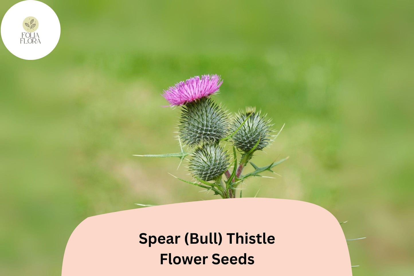 200+ Spear Thistle Seeds | Cirsium vulgare | Purple Ornamental Biennial | Pollinator-Friendly Garden Flower Seeds
