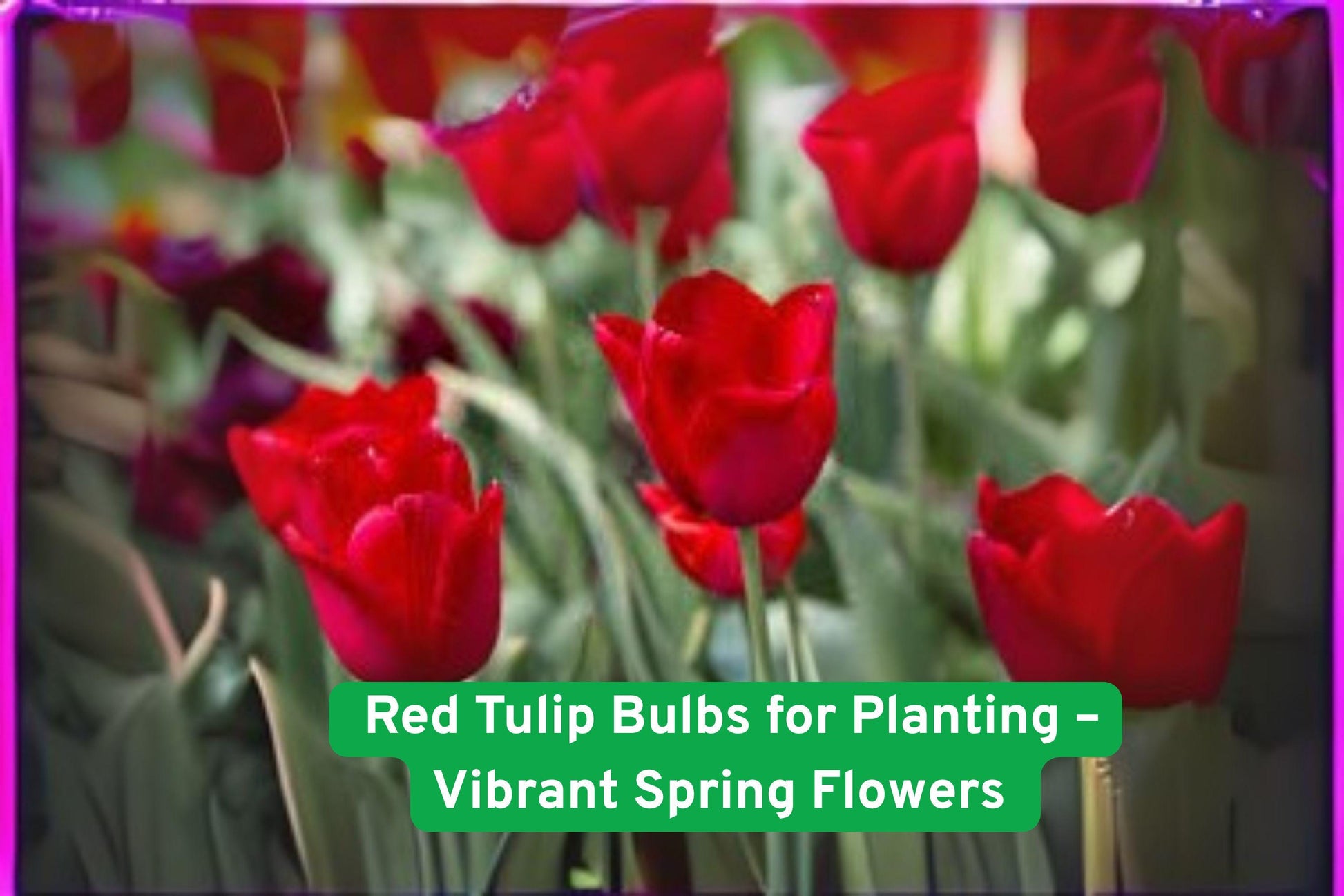 Red Tulip Bulbs - Vibrant Spring Perennial Flowers - Tulipa gesneriana - Easy to Grow for Garden Beds, Borders, and Containers
