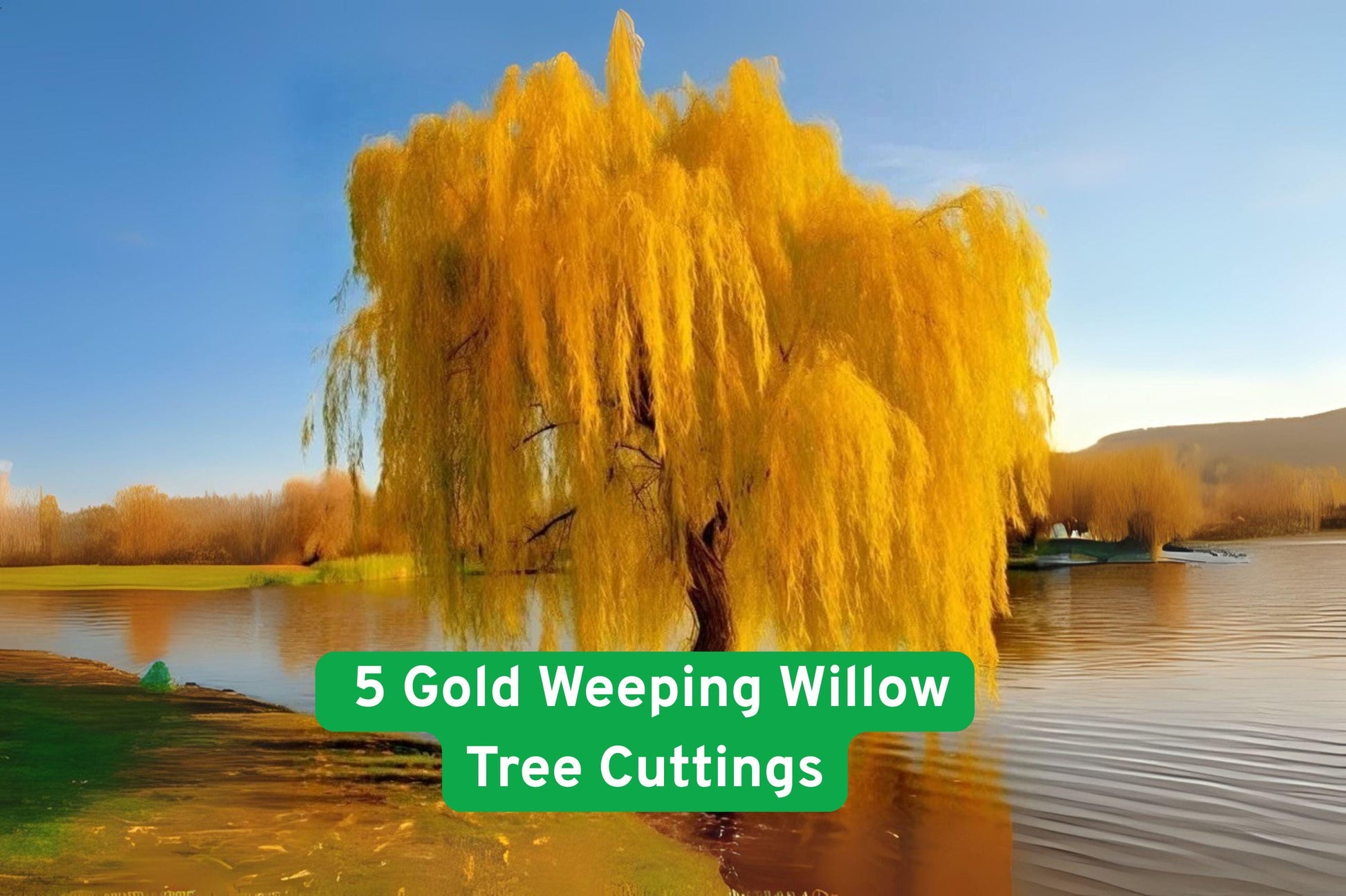 Gold Weeping Willow Cuttings Set of 5 | Fast Growing Bonsai & Garden Shade | Salix alba ‘Tristis’ | Easy to Root