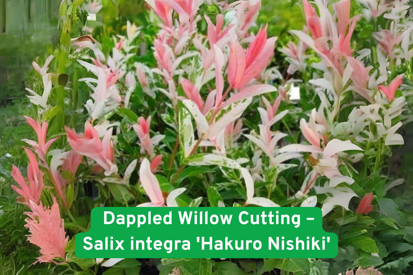 Dappled Willow Cutting - Variegated Salix integra 'Hakuro Nishiki' - Bonsai Starter Plant, Pink and Green Foliage for Landscaping