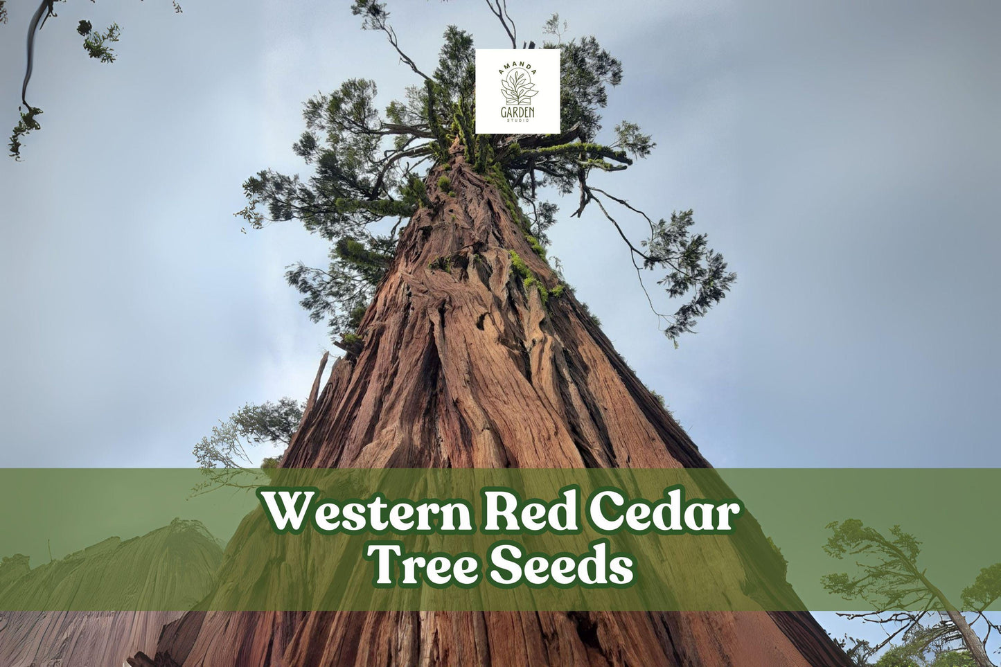 50 Western Red Cedar Tree Seeds - Thuja plicata - Long-Lived Evergreen - Non-GMO Seeds for Landscaping and Windbreaks