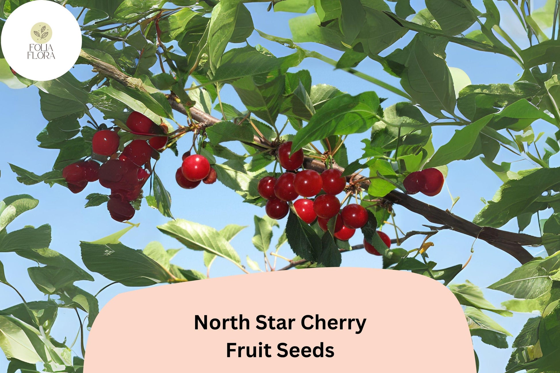 North Star Cherry Seeds | 10+ Dwarf Sour Cherry Seeds | Prunus cerasus | Self-Pollinating Tree for Home Garden