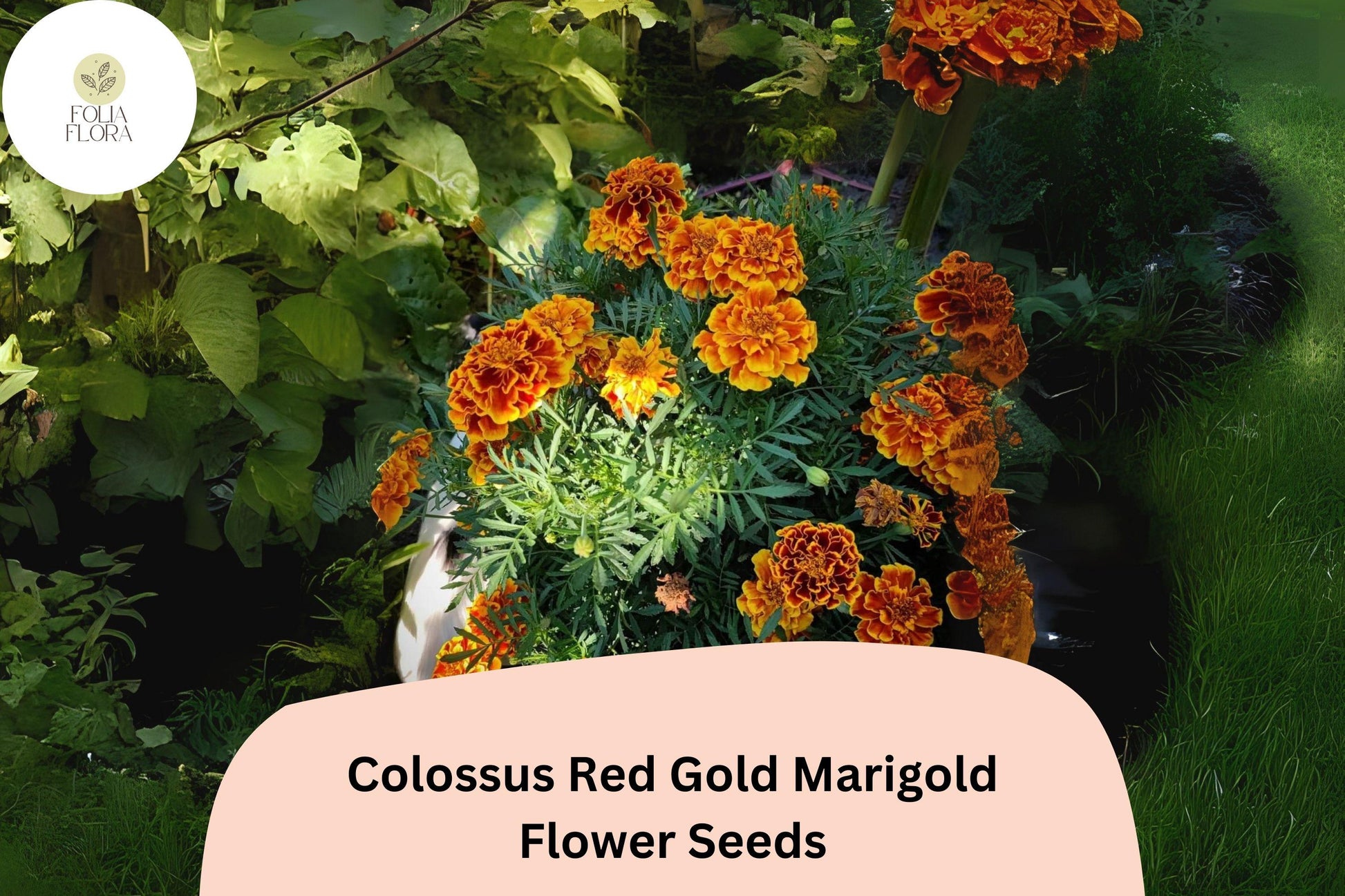 Colossus Red Gold Marigold Seeds | 25+ Giant African Marigold | Tagetes erecta | Bold Red & Gold Blooms for Garden
