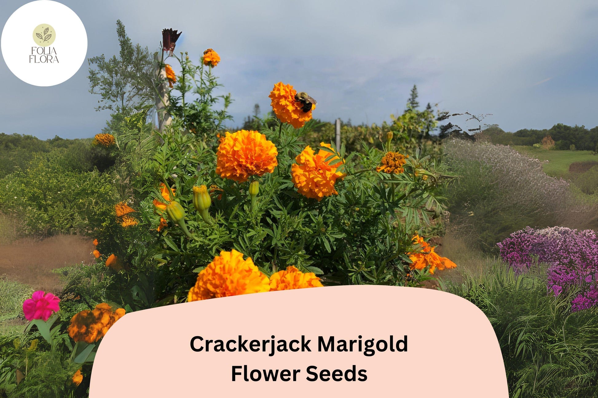 Crackerjack Marigold Seeds 25+ Heirloom Orange Yellow Flowers Tagetes erecta - Easy to Grow Pollinator-Friendly Annual