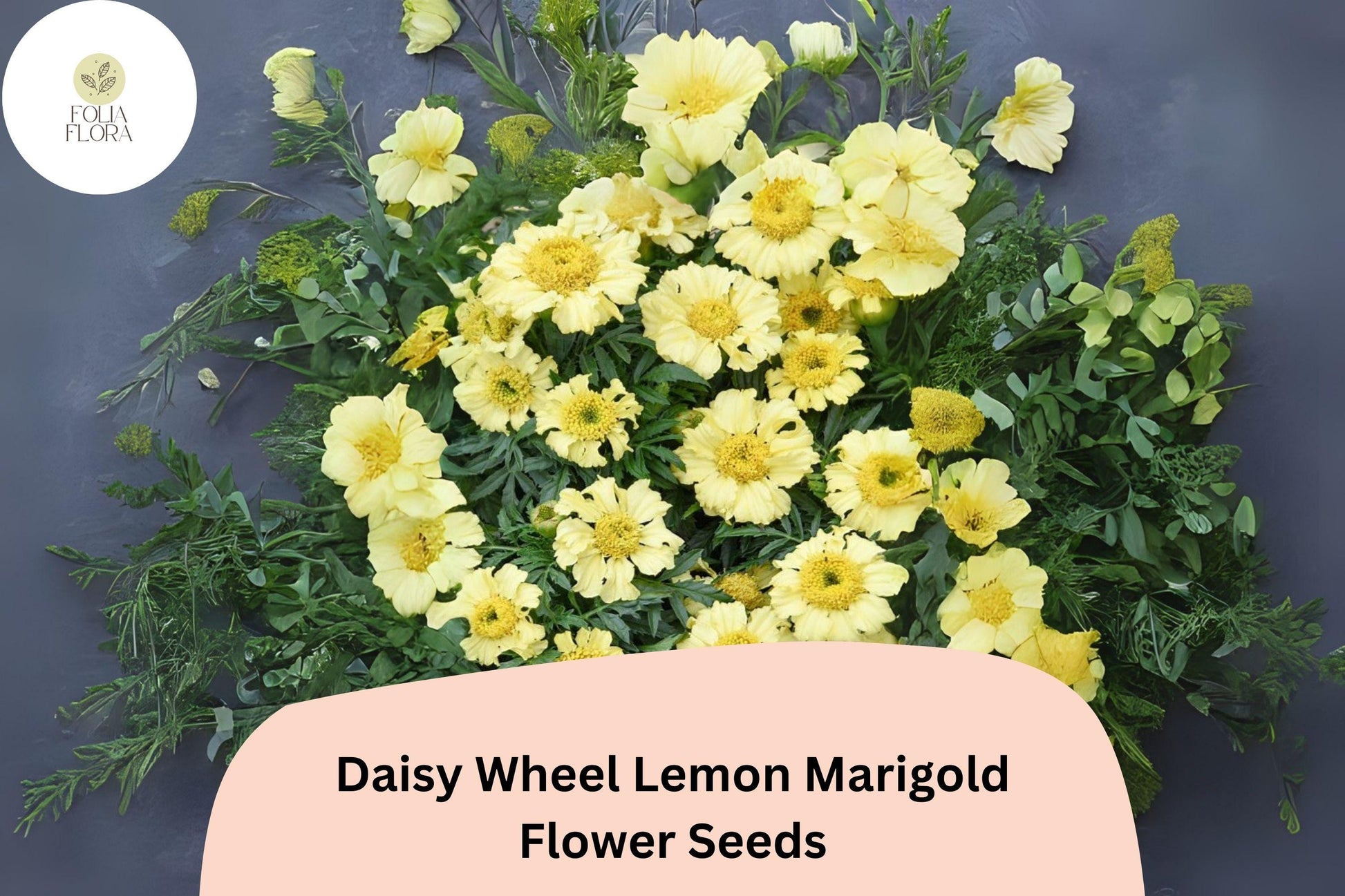 Daisy Wheel Lemon Marigold Seeds | 25+ Compact Yellow Blooms | Tagetes tenuifolia | Pollinator-Friendly Garden Flowers