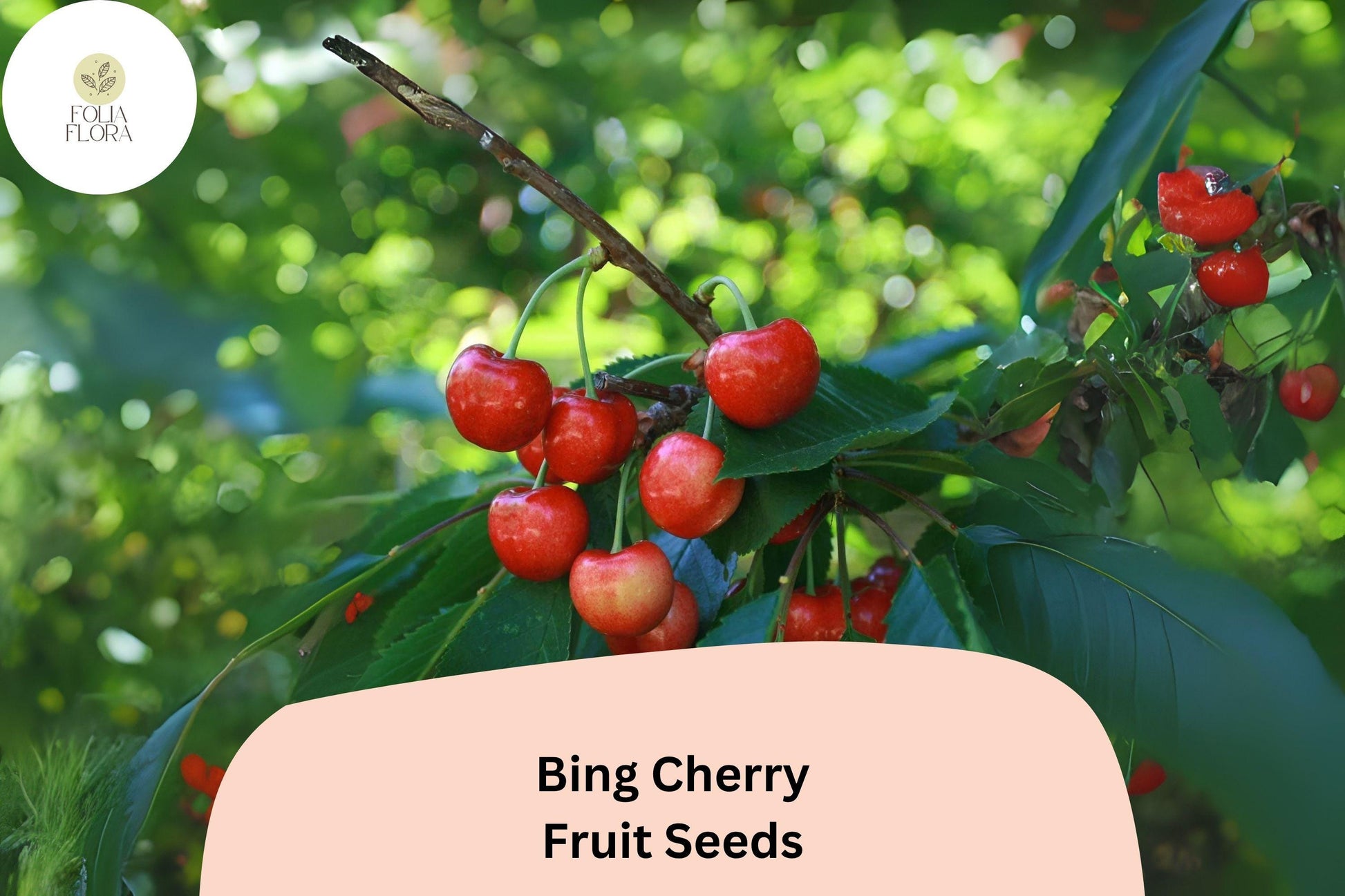 Bing Cherry Tree Seeds (10+) | Sweet Dark Red Fruit | Prunus avium | Heirloom Variety for Home Gardens & Orchards