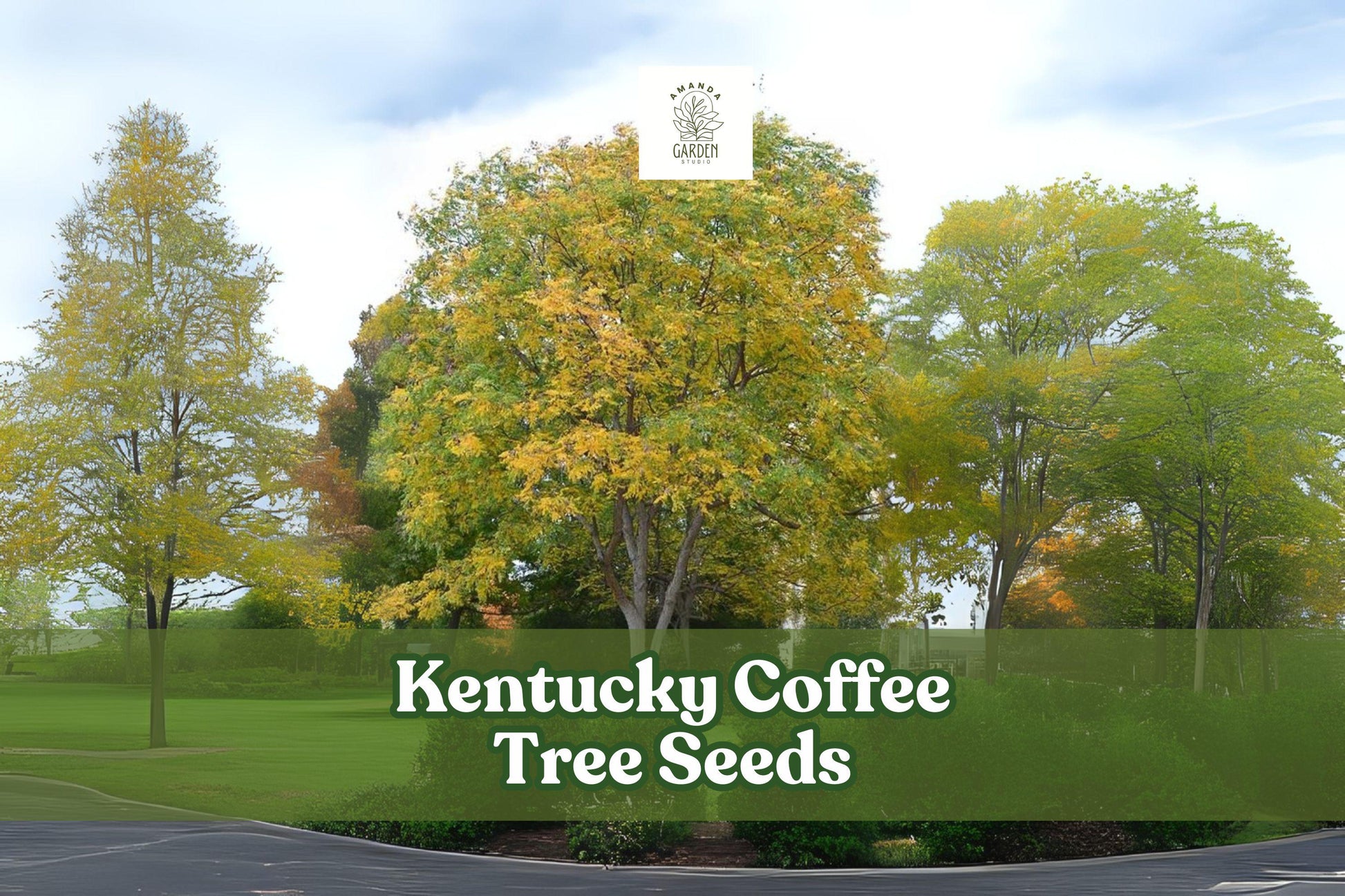 Kentucky Coffee Tree Seeds - 10 Pack Gymnocladus dioicus - Hardy Ornamental Tree for Landscaping and Shade Planting