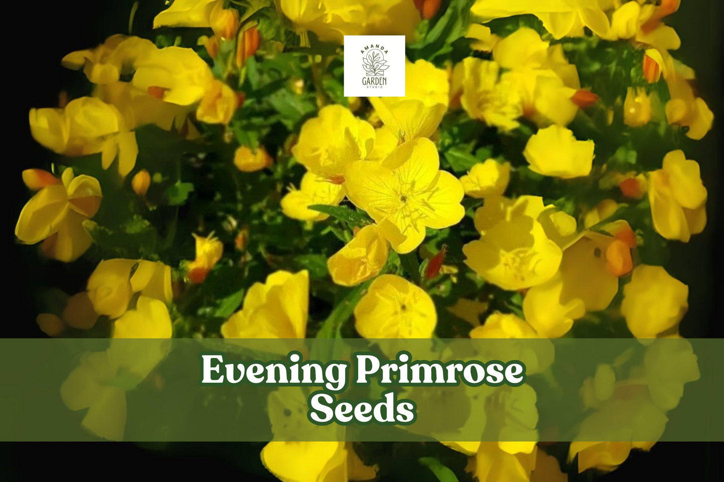 Evening Primrose Seeds – 100 Yellow Wildflower Seeds – Oenothera biennis – Night Blooming Cottage Garden Pollinator Plant
