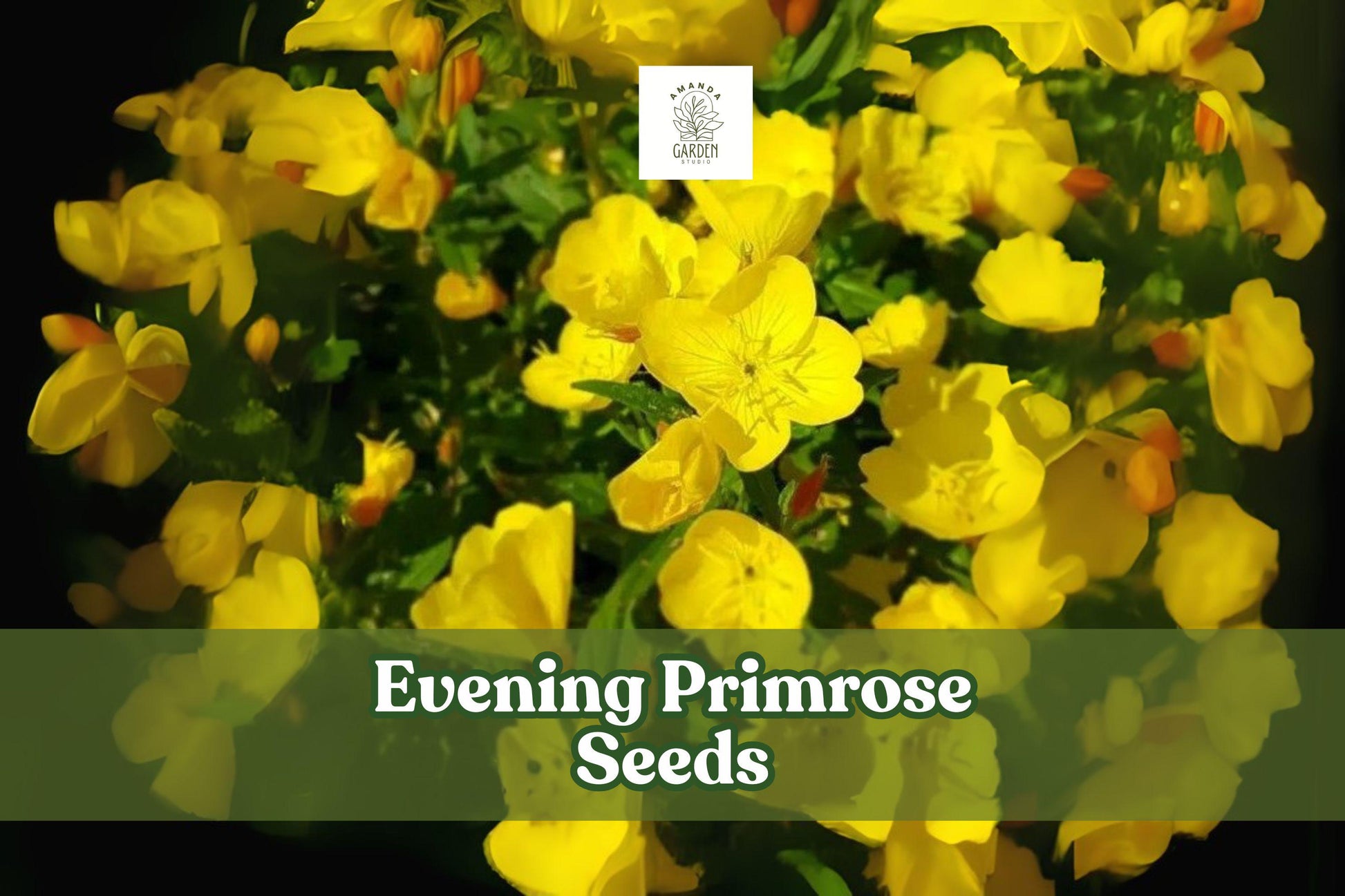 Evening Primrose Seeds – 100 Yellow Wildflower Seeds – Oenothera biennis – Night Blooming Cottage Garden Pollinator Plant
