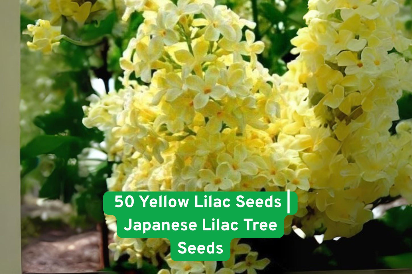 Yellow Lilac Tree Seeds - 50 Fresh Syringa reticulata for Bonsai & Landscaping, Fragrant Yellow Blooms, Easy to Grow
