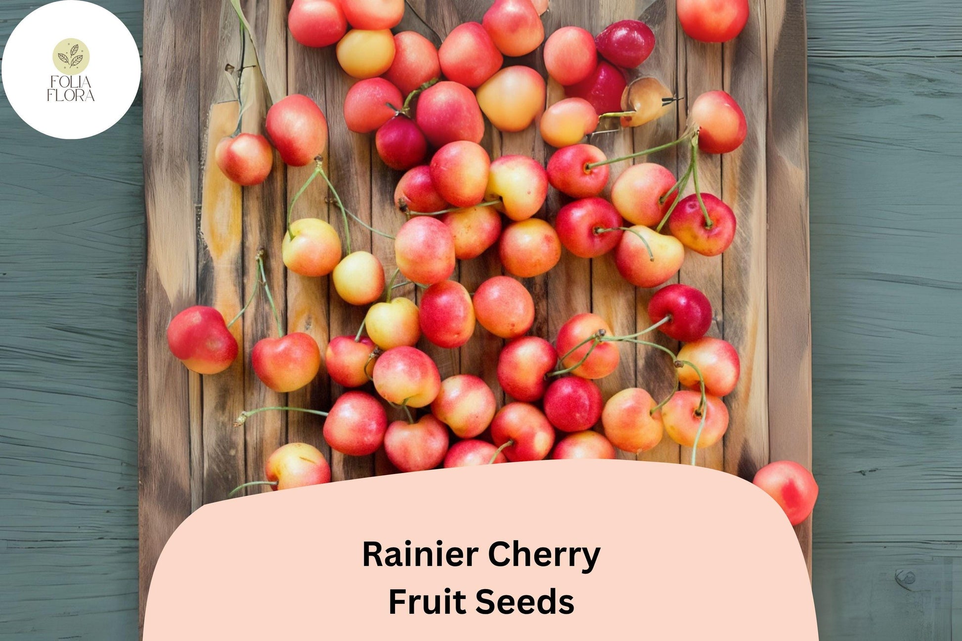 Rainier Cherry Tree Seeds | 10+ Sweet Yellow-Red Fruit Seeds | Prunus avium | Cold Hardy, Pollinator-Friendly, Garden Planting