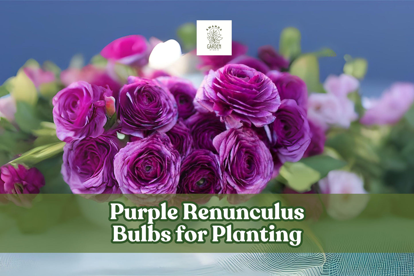 Purple Ranunculus Bulbs - Set of 5 - Ranunculus asiaticus - Elegant Spring Cut Flowers for Gardens and Bouquets
