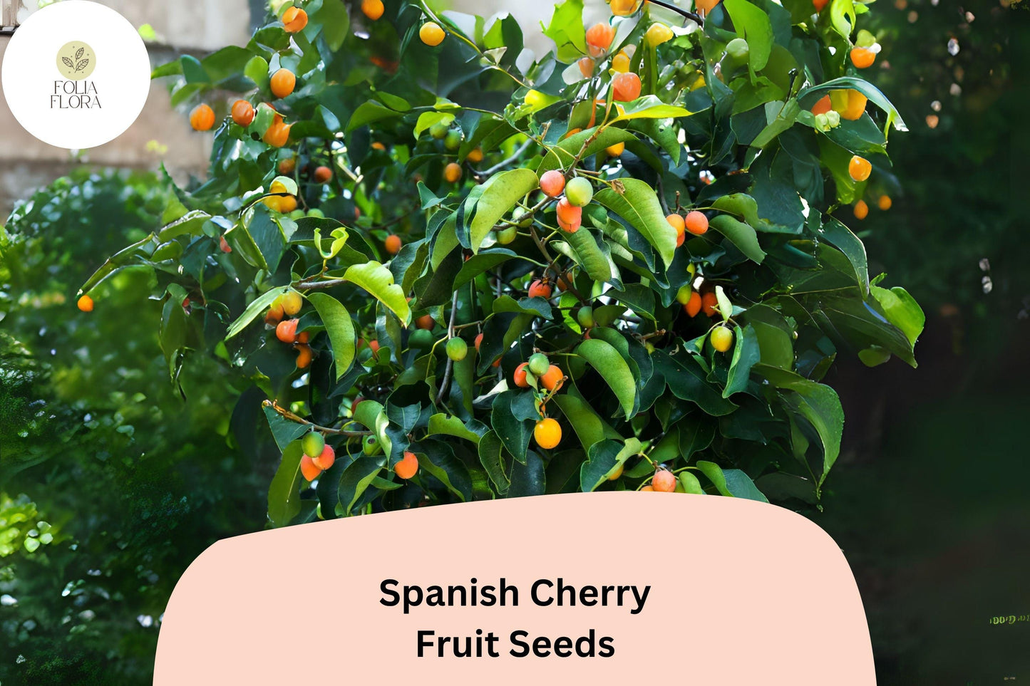 Spanish Cherry Seeds - 10+ Muntingia calabura, Sweet Red Berries, Tropical Fruit Tree, Pollinator-Friendly, USDA Zones 9-11