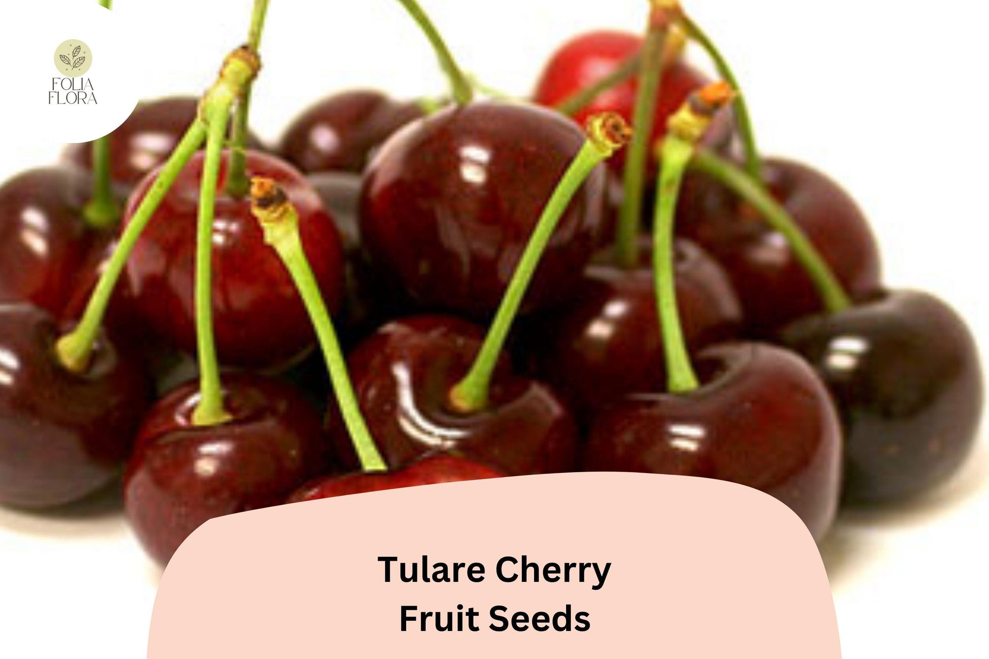Tulare Cherry Tree Seeds - 10+ Seeds, Sweet Red Fruit, Prunus avium, Home Orchard Gardening