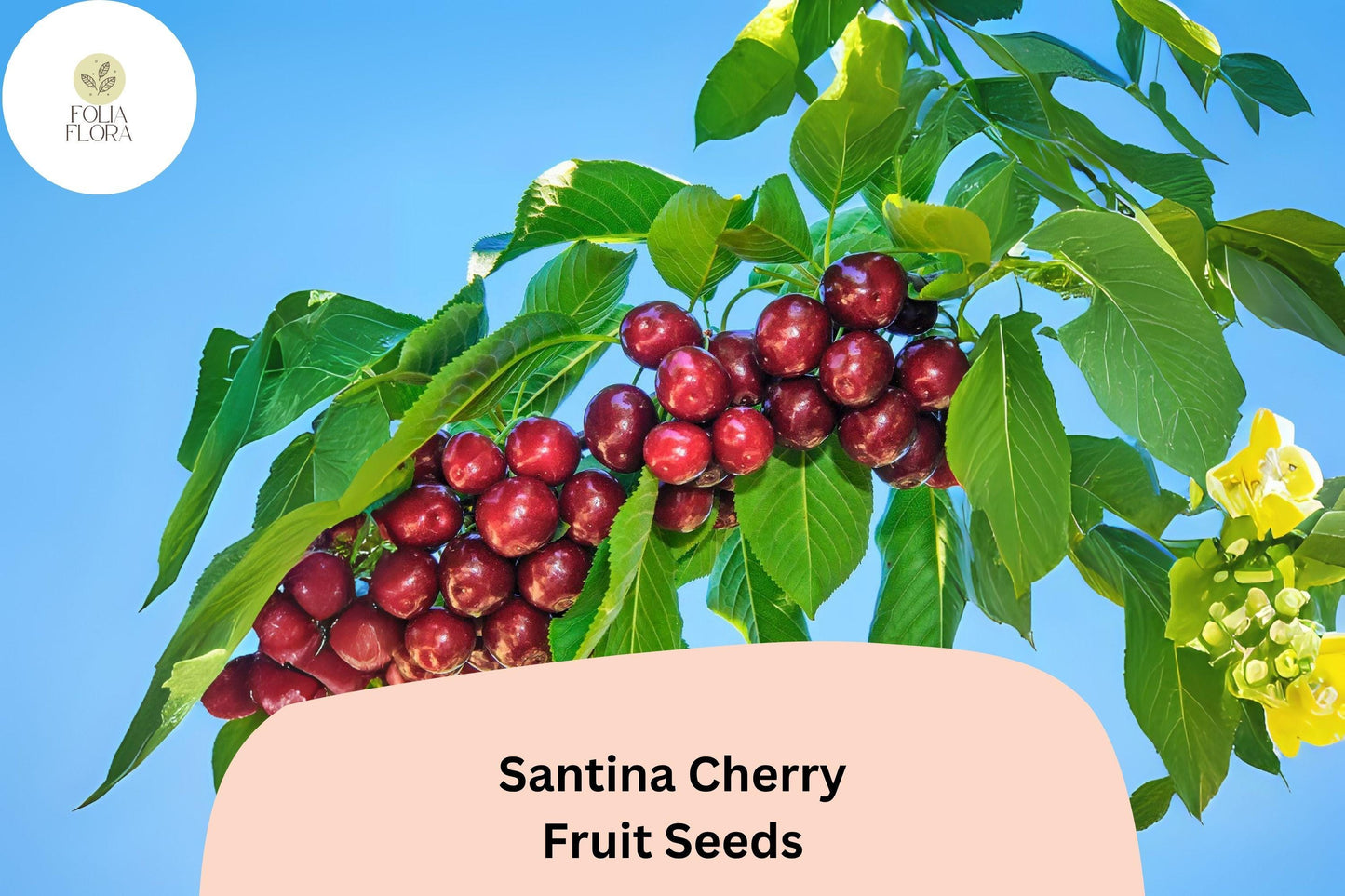 Santina Cherry Tree Seeds | 10+ Seeds | Early Season Sweet Dark Red Fruit | Prunus avium ‘Santina’ | Home Orchard Planting